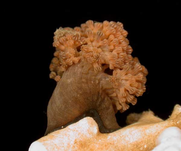 deep water Pseudodrifa nigra (soft coral) from offshore Georgia, OE 2004 ETTA cruise