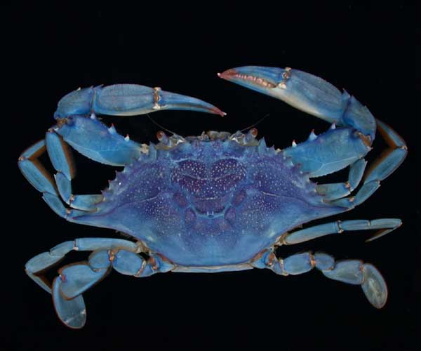 Callinectes sapidus (blue crab), showing rare pigment mutation, Cooper River, SC
