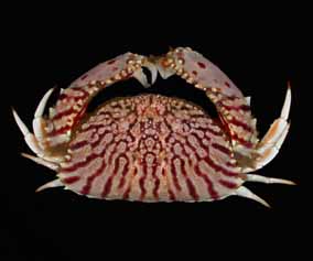 Calappa flammea (flame box crab)