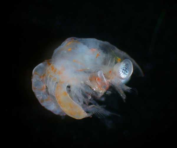 molting megalopae of calappid crab, offshore Charleston, SC