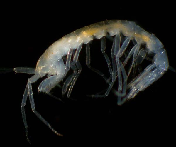 deep water amphipod from offshore Georgia, OE 2004 ETTA cruise