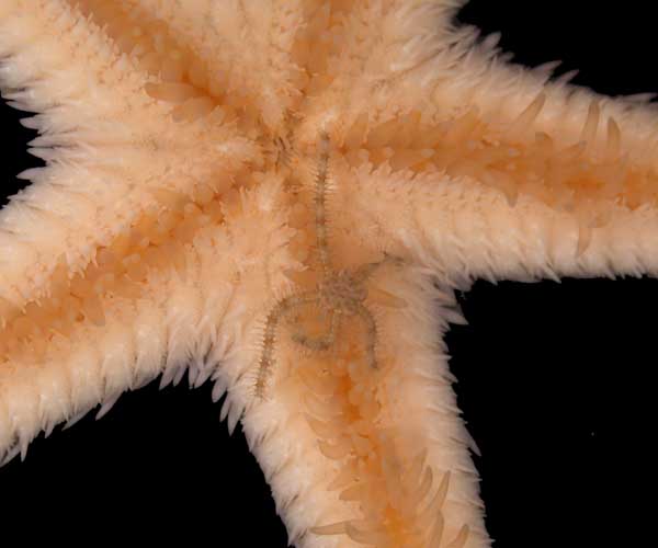Brittle star on the oral side of Astropecten sp., offshore Charleston, SC