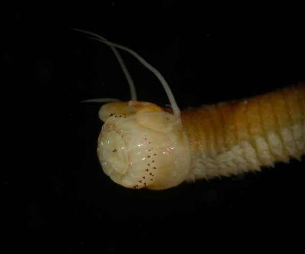 eversible pharyngeal jaws of Nereis succinea