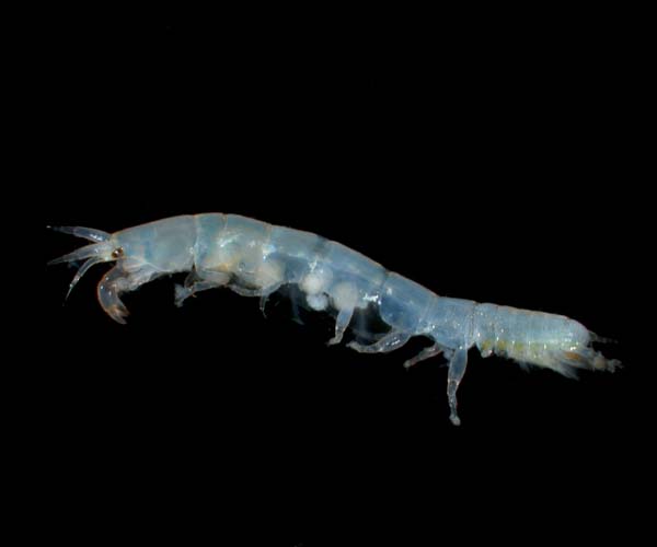 female Hargeria rapax from off Folly Island, SC