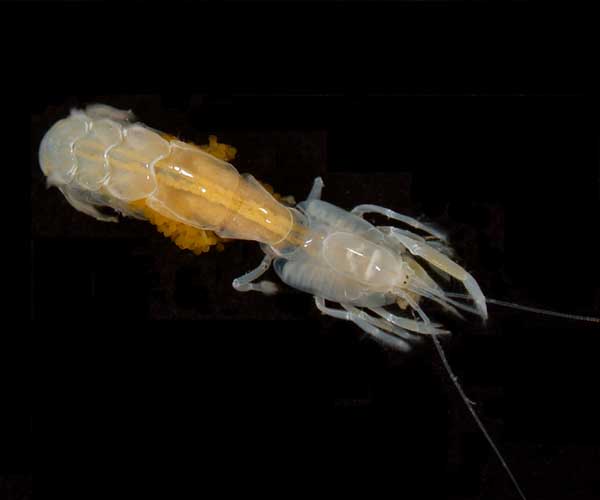 gravid Biffarius biformis (ghost shrimp) from intertidal Morris Island, SC