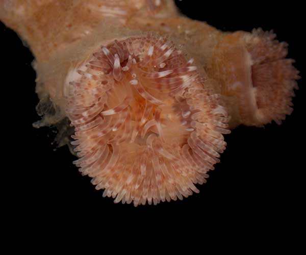 Calliactis tricolor (tricolor anemone) on hermit crab shell, offshore Charleston, SC