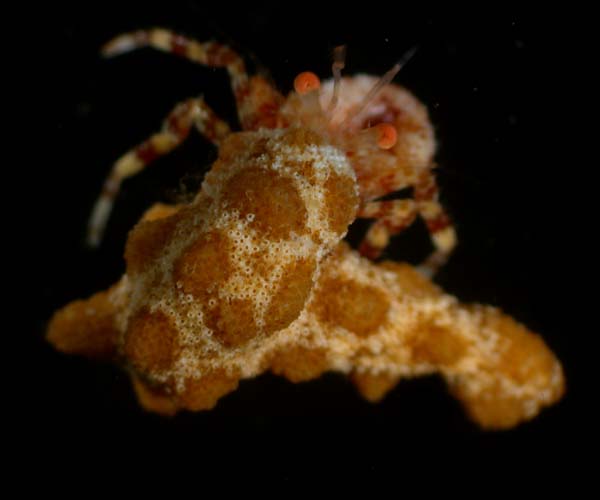 bryozoan - decapod association, offshore Charleston, SC , Ocean Explorer 2004 ETTA cruise 