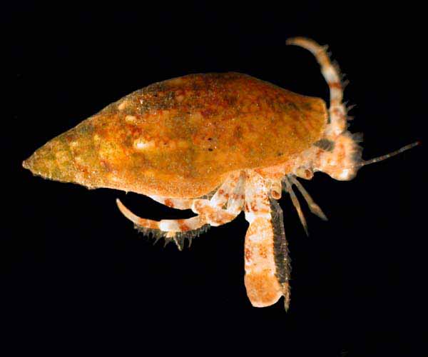 Hermit crab from Capers Inlet, South Carolina