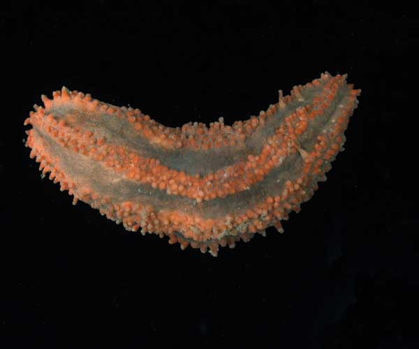 Holothurian Ocnus pygmaeus (sea cucumber) from offshore Charleston, SC