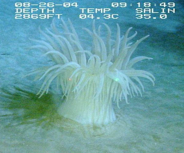 giant deep water anemone from  offshore Georgia, OE 2004 ETTA cruise