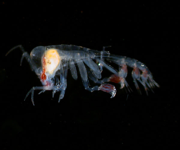 Hyperiid amphipod from plankton, offshore Georgia, OE 2004 ETTA cruise