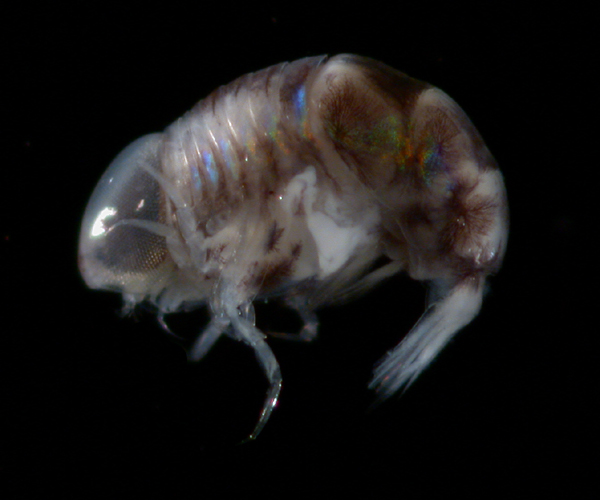 Hyperiid amphipod from plankton, offshore Georgia, OE 2004 ETTA cruise