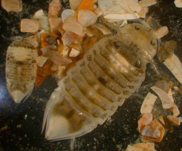 male isopod clutching female, single isopod on left (Folly Beach, SC)