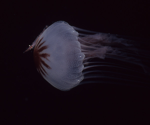 jellyfish and commensal shrimp from Gray's Reff National Marine Sanctuary