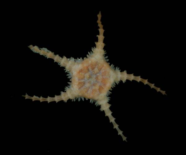 deep water juvenile ophiuroid  from offshore Georgia, OE 2004 ETTA cruise