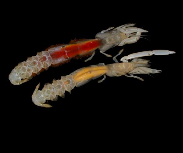 male and gravid female Callichirus major from Folly Beach, SC