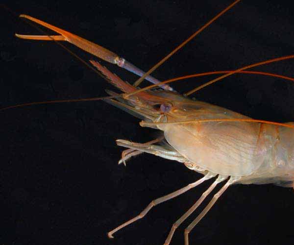 Macrobrachium rosenbergii (giant river prawn) from an aquaculture pond in South Carolina