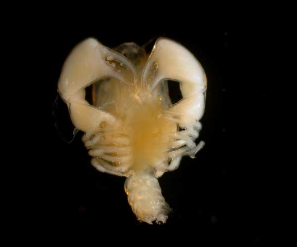 ventral view of a Calappa tortugae megalopae from Charleston Bump, 2003 Ocean Explorer cruise