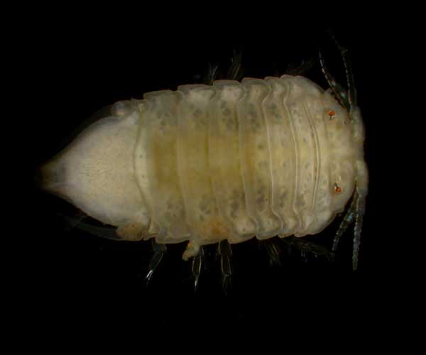 molting isopod from Folly Beach, SC