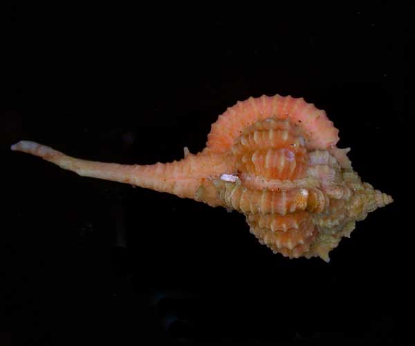 Haustellum rubidum (rose murex)  from off St. Helena Island, South Carolina