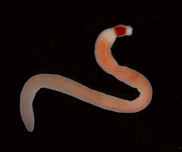 Nemertean worm from shelf edge of South Carolina, 2003 Ocean Explorer cruise