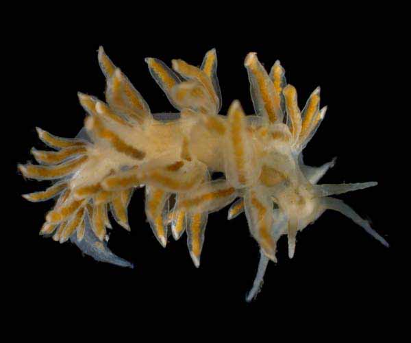 Cratena pilata  from Ashley River, South Carolina