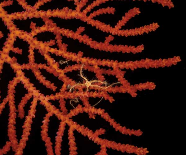 Ophiuroid (brittlestar) on octocoral Muricea pendula, from St. Augustine Scarp, OE 2004 ETTA cruise 