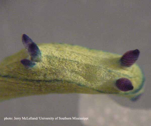 Tamja oliva (?) from offshore South Carolina shelf edge, 2003 Ocean Explorer Cruise (photo by Jerry McLelland)