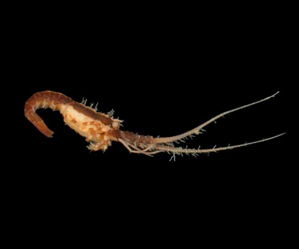 Panulirus argus (spiny lobster) juvenile, Ashley River, South Carolina