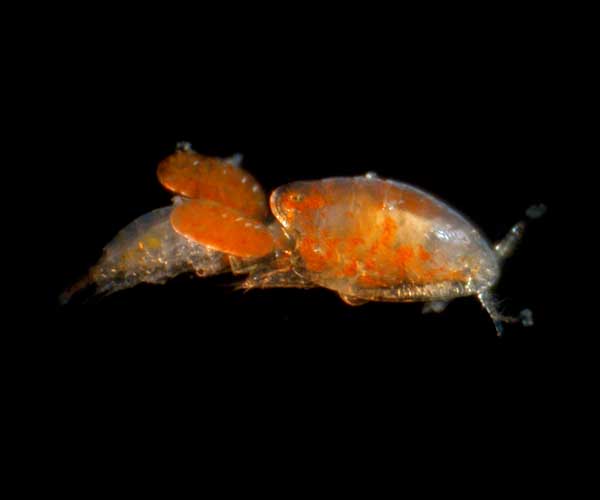 lateral view of parasitic female copepod with attached male, found on Callichirus major (Carolinian ghost shrimp), Folly Beach, SC