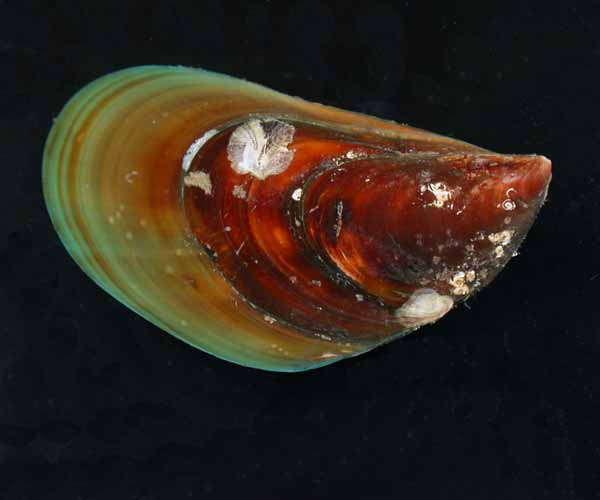 Perna viridis (Asian green mussel) from St. Augustine, Florida