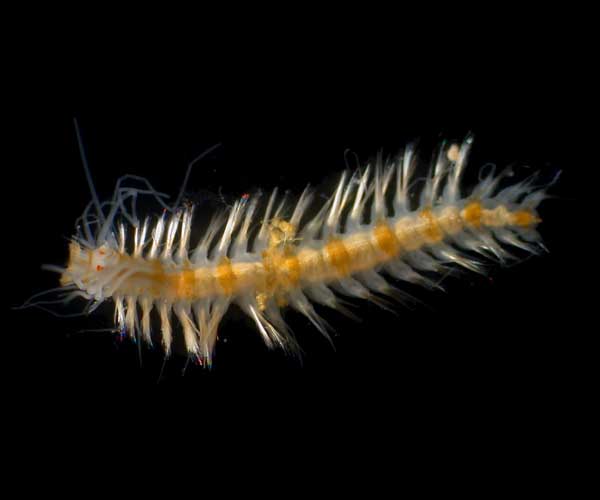 deepwater polychaete from offshore Georgia, OE 2004 ETTA cruise