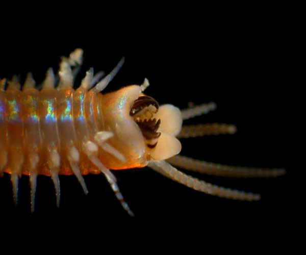 jaws of a eunicid polychaete collected from  offshore St. Augustine, FL, OE 2004 ETTA cruise