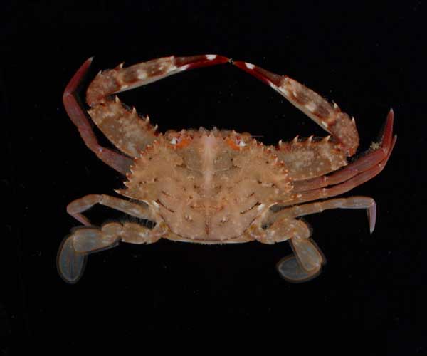 Achelous spinimanus (blotched swimming crab) from offshore Charleston, SC