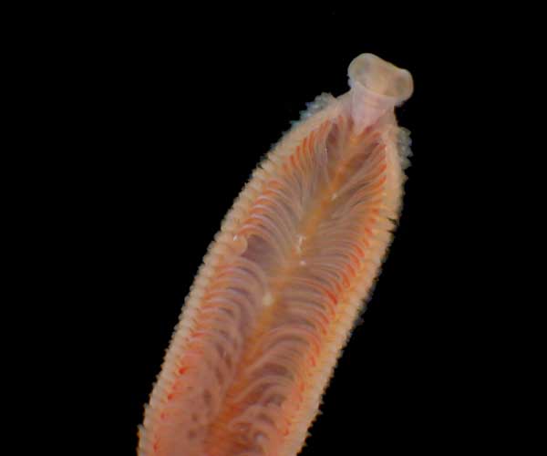 Polychaete from intertidal Morris Island, SC