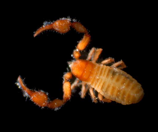 pseudoscorpion from intertidal oyster reef, Charleston, SC