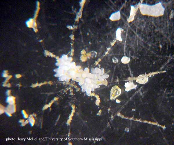 Pycnogonid from offshore South Carolina shelf edge, 2003 Ocean Explorer Cruise (photo by Jerry McLelland)