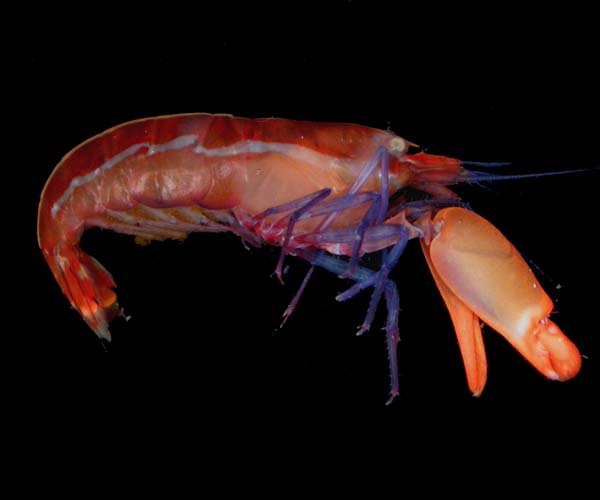 Alpheus formosus (stiped snapping shrimp) from  off Sapelo Island, Georgia