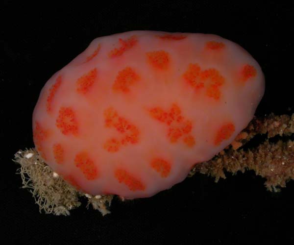 colonial ascidian from Gray's Reef National Marine Sanctuary