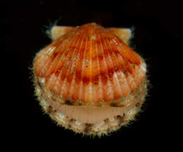 Argopecten gibbus (Atlantic calico scallop) from offshore Georgia, OE 2004 ETTA cruise