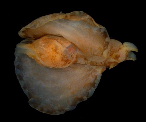 Aplysia brasiliana (mottled seahare) from offshore Florida