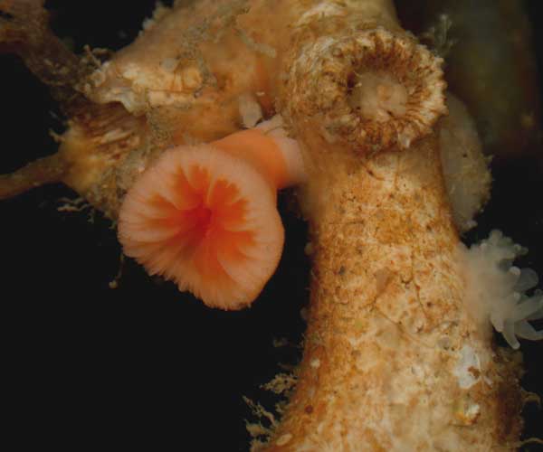 deep water solitary coral from offshore Georgia, OE 2004 ETTA cruise