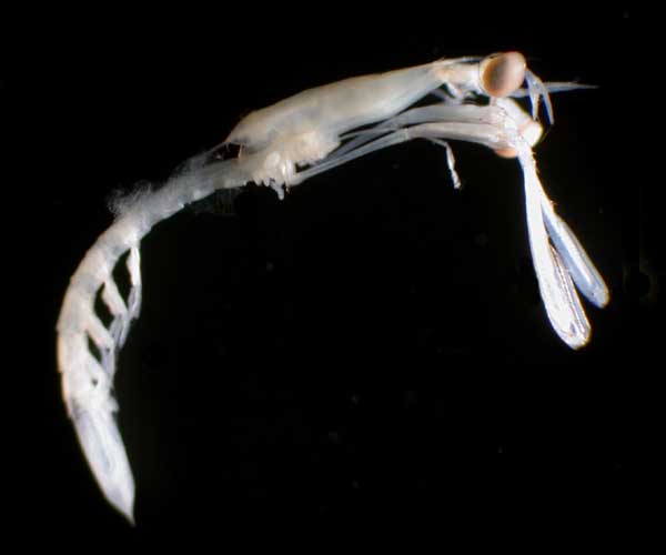 Stomatopod antizoea (mantis shrimp larvae) in neuston from Charleston Bump, Ocean Explorer cruise  