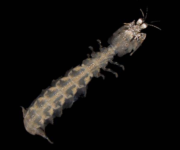 stomatopod from Folly Beach, SC