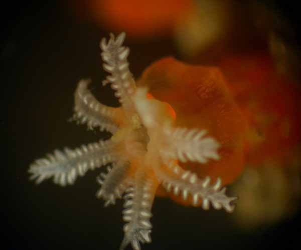 Telesto sp.(soft coral) from coastal Charleston, South Carolina