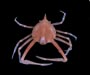 Acanthilia intermedia (granulose purse crab)  from off St. Helena Island, SC