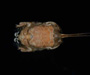Albunea catharinae (mole crab) from off shore South Carolina (photo by Pearse Webster)