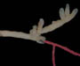 rubbery bryozoan Alcyonidium hauffi growing on sea whip Leptogorgia virgulata,  from Cummings Point, Morris Island, South Carolina