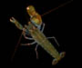 Alpheus heterochaelis (bigclaw snapping shrimp), from Charleston Harbor, South Carolina