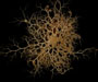 Astrophyton muricatum (basket star) from offshore St. Augustine, FL, OE 2004 ETTA cruise 